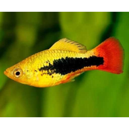Platka - Zmienniak Plamisty - Xiphophorus maculatus